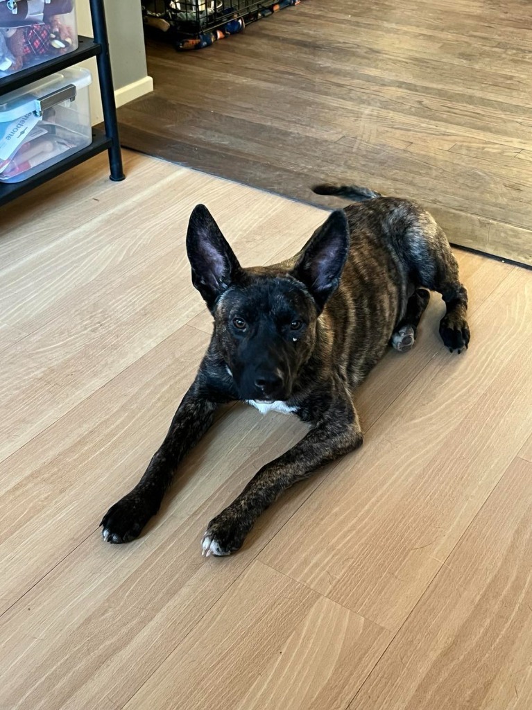 Frankie, an adoptable Cattle Dog, Shepherd in Salt Lake City, UT, 84117 | Photo Image 5