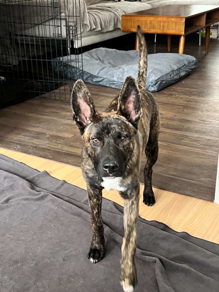 Frankie, an adoptable Cattle Dog, Shepherd in Salt Lake City, UT, 84117 | Photo Image 6