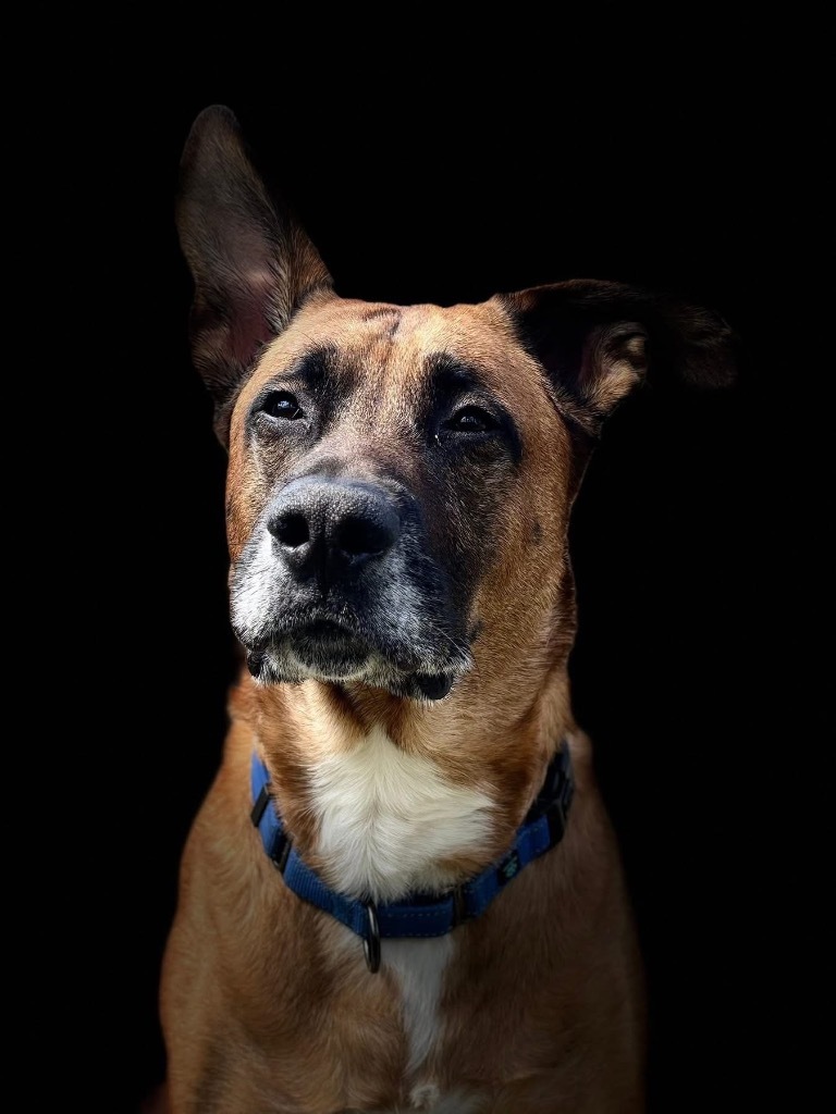 Tito, an adoptable Shepherd in Liverpool, NY, 13088 | Photo Image 1
