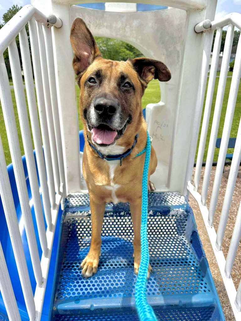 Tito, an adoptable Shepherd in Liverpool, NY, 13088 | Photo Image 1