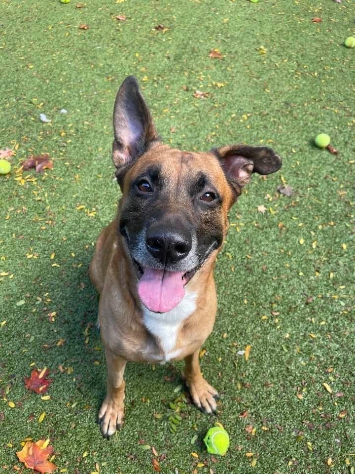 Tito, an adoptable Shepherd in Liverpool, NY, 13088 | Photo Image 2