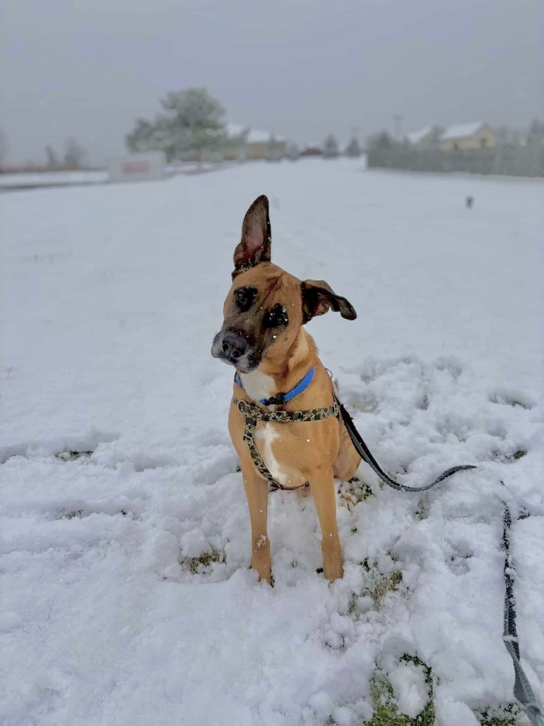 Tito, an adoptable Shepherd in Liverpool, NY, 13088 | Photo Image 3
