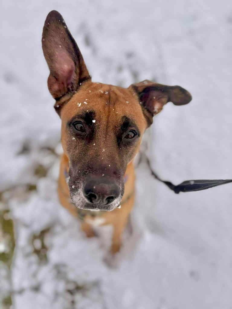 Tito, an adoptable Shepherd in Liverpool, NY, 13088 | Photo Image 4