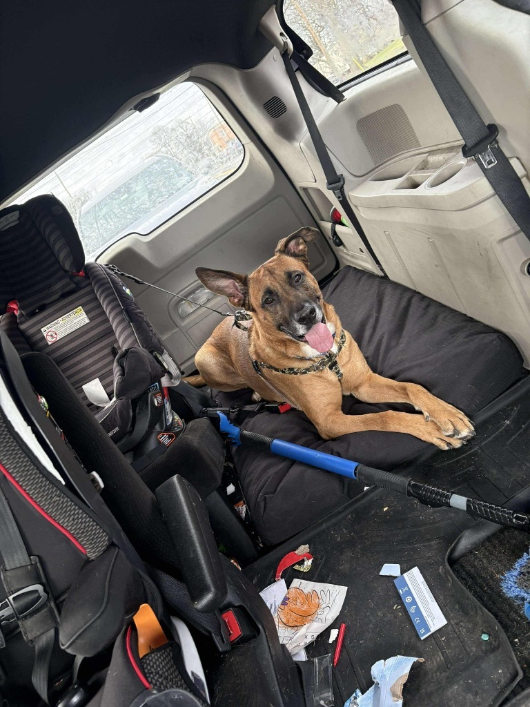 Tito, an adoptable Shepherd in Liverpool, NY, 13088 | Photo Image 4