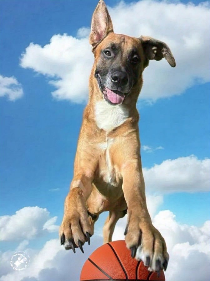 Tito, an adoptable Shepherd in Liverpool, NY, 13088 | Photo Image 5