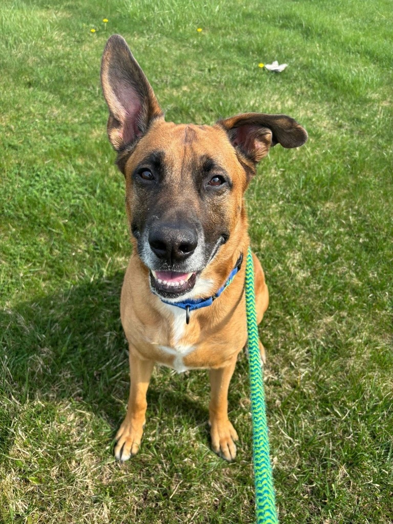 Tito, an adoptable Shepherd in Liverpool, NY, 13088 | Photo Image 5