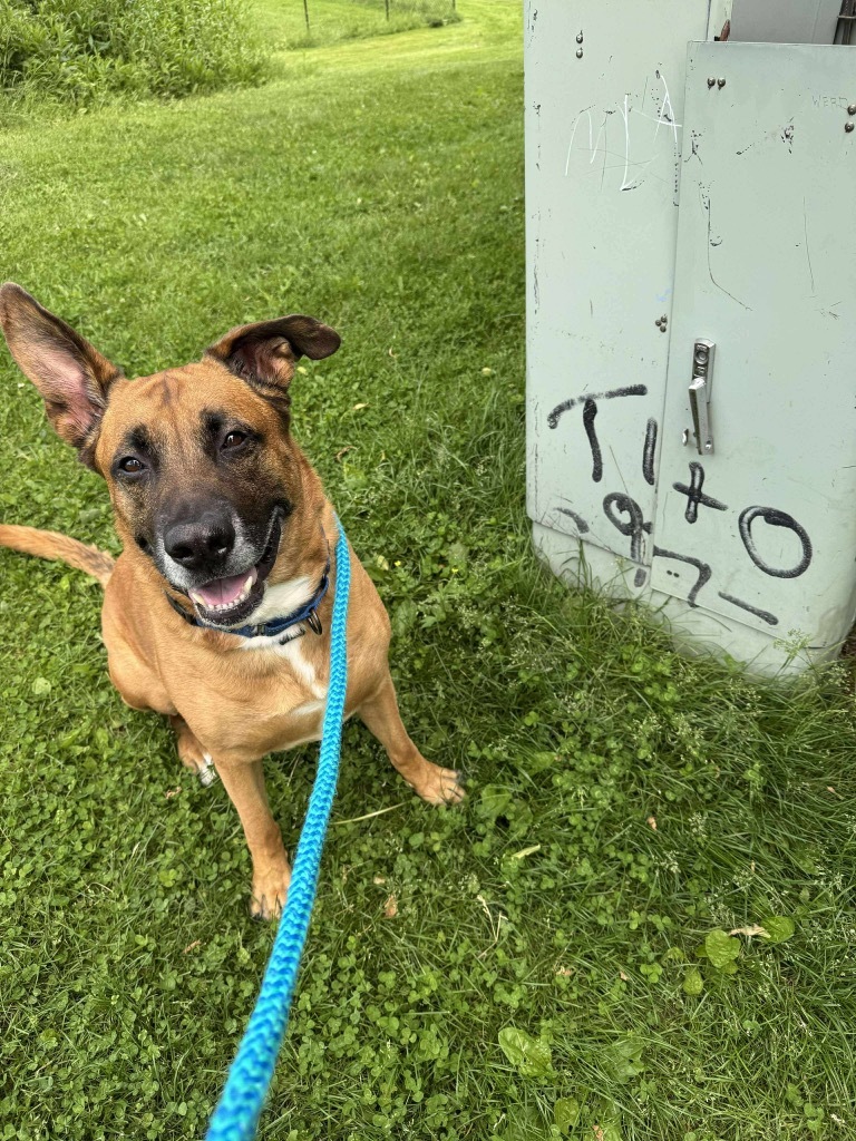 Tito, an adoptable Shepherd in Liverpool, NY, 13088 | Photo Image 5
