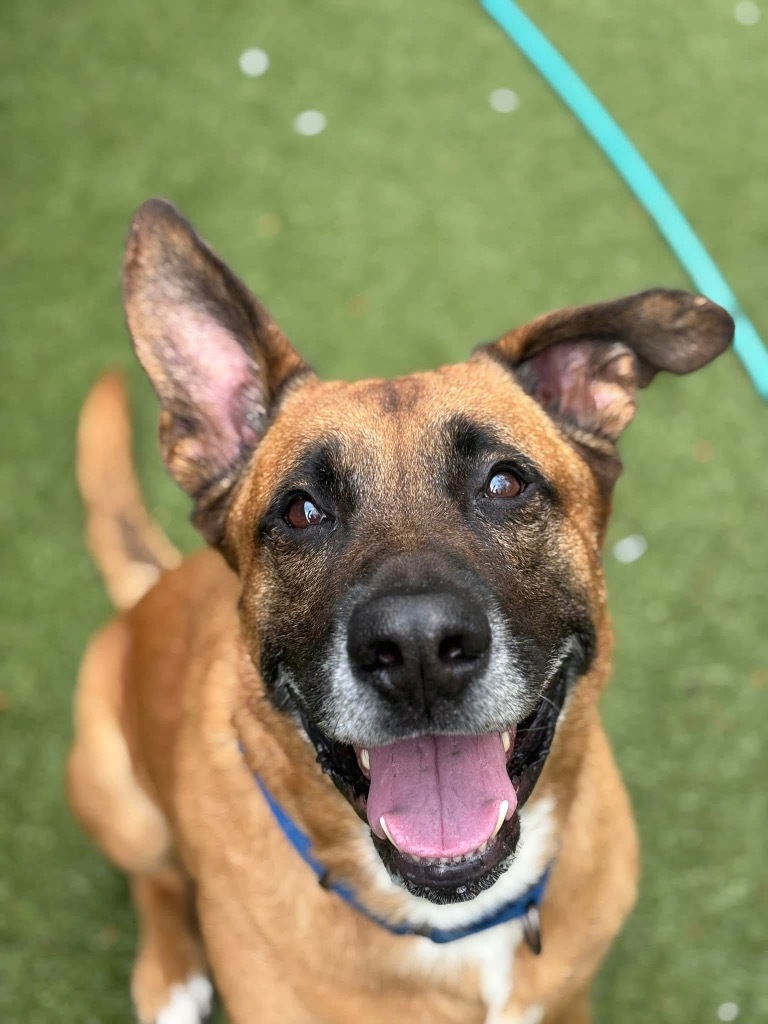 Tito, an adoptable Shepherd in Liverpool, NY, 13088 | Photo Image 6