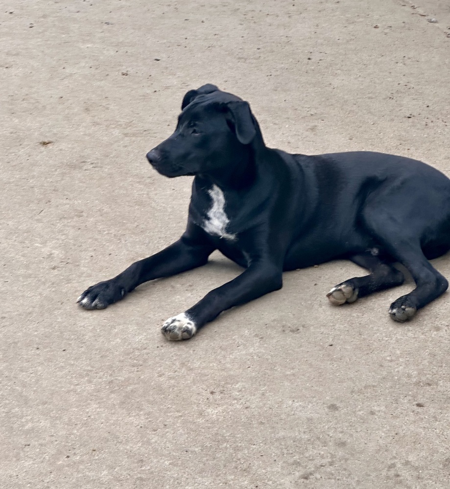 Ronnie, an adoptable Labrador Retriever, Pit Bull Terrier in Halifax, NS, B3J 3A5 | Photo Image 2