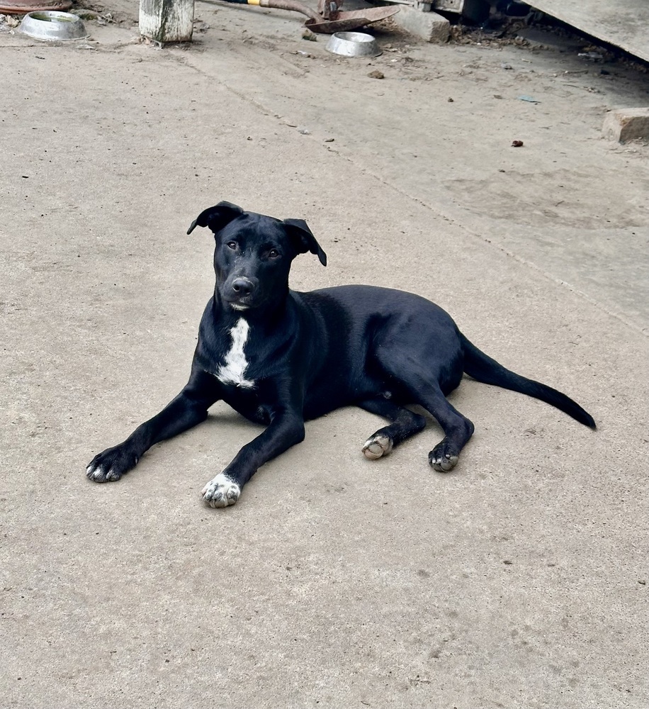 Ronnie, an adoptable Labrador Retriever, Pit Bull Terrier in Halifax, NS, B3J 3A5 | Photo Image 3