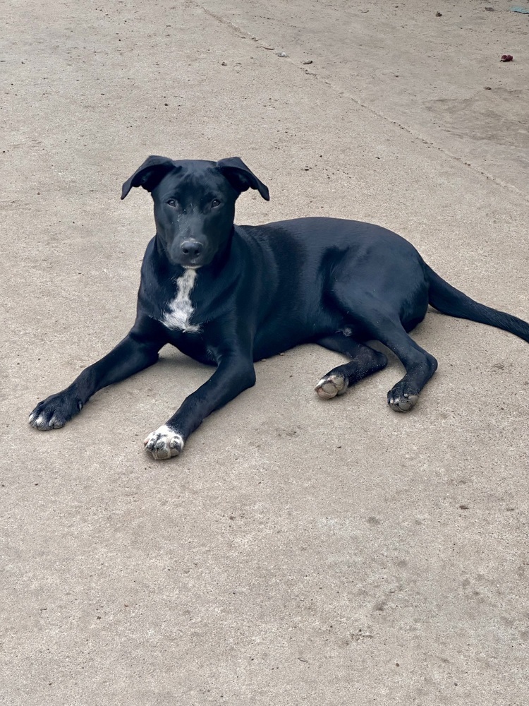 Ronnie, an adoptable Labrador Retriever, Pit Bull Terrier in Halifax, NS, B3J 3A5 | Photo Image 3
