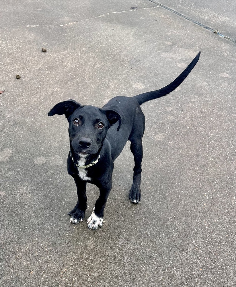 Ronnie, an adoptable Labrador Retriever, Pit Bull Terrier in Halifax, NS, B3J 3A5 | Photo Image 5