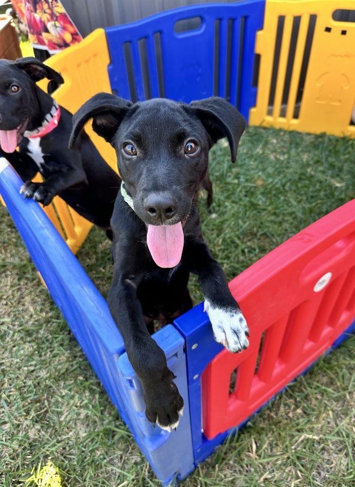 Ronnie, an adoptable Labrador Retriever, Pit Bull Terrier in Halifax, NS, B3J 3A5 | Photo Image 6