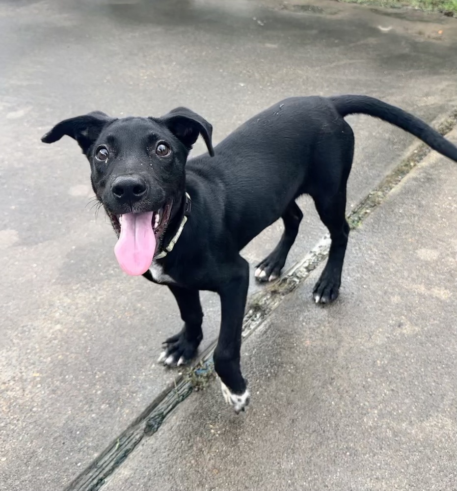 Ronnie, an adoptable Labrador Retriever, Pit Bull Terrier in Halifax, NS, B3J 3A5 | Photo Image 6