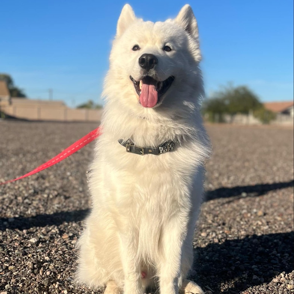 kilo, an adoptable Samoyed in Phoenix, AZ, 85027 | Photo Image 1