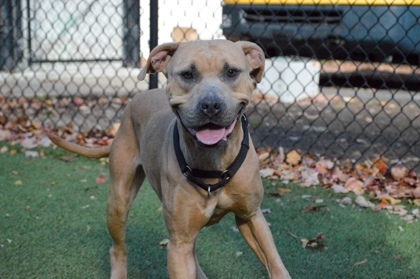 Dog for adoption Storm, a Mixed Breed in West Chester, PA Petfinder