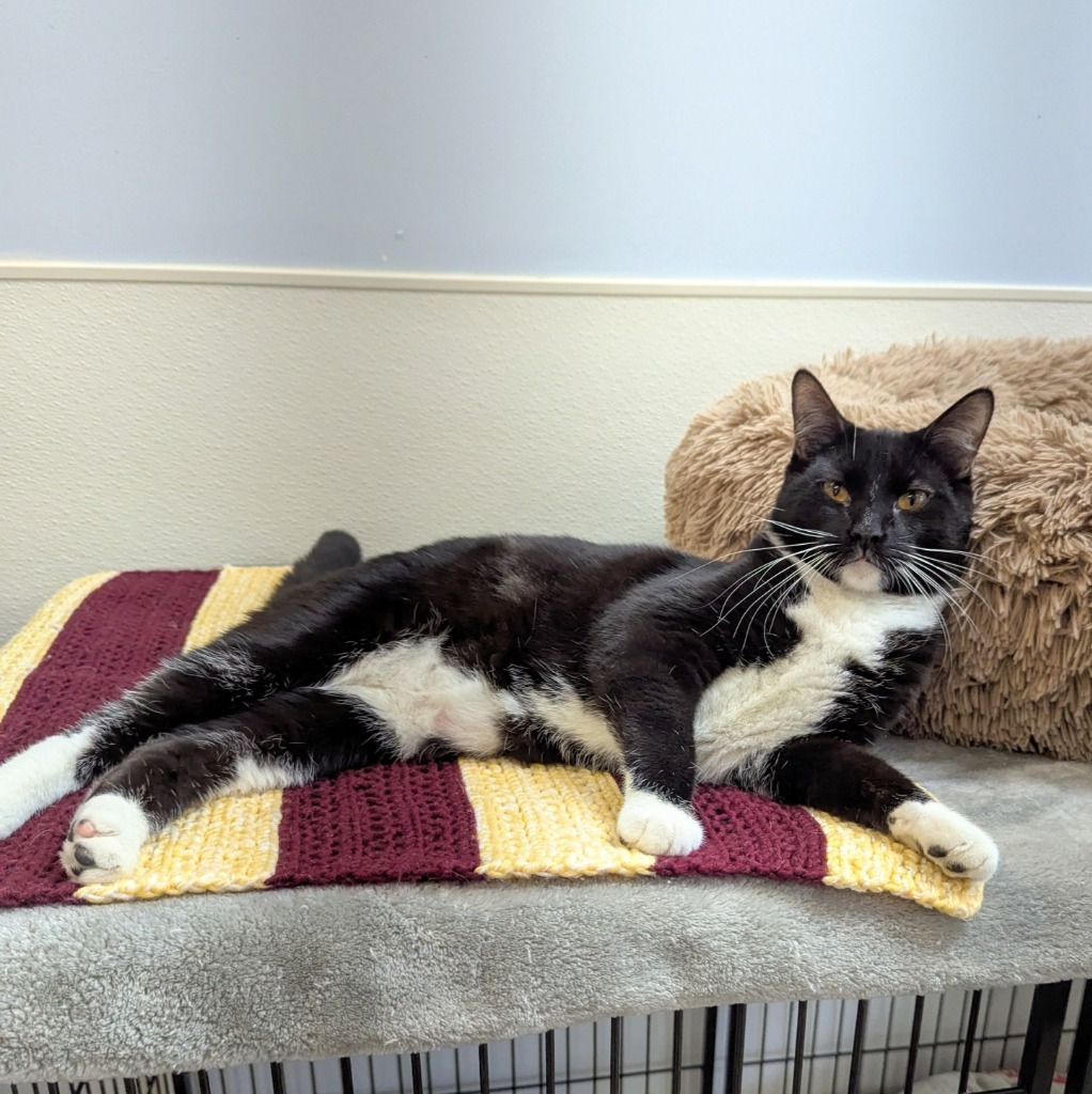 Donkey, an adoptable Domestic Short Hair in Sunrise Beach, MO, 65079 | Photo Image 1
