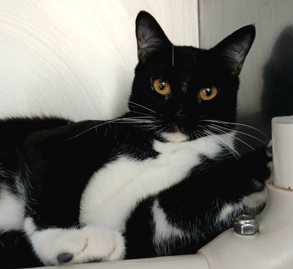 Donkey, an adoptable Domestic Short Hair in Sunrise Beach, MO, 65079 | Photo Image 3