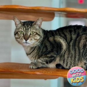Mr. Grey, Adult Male Domestic Short Hair