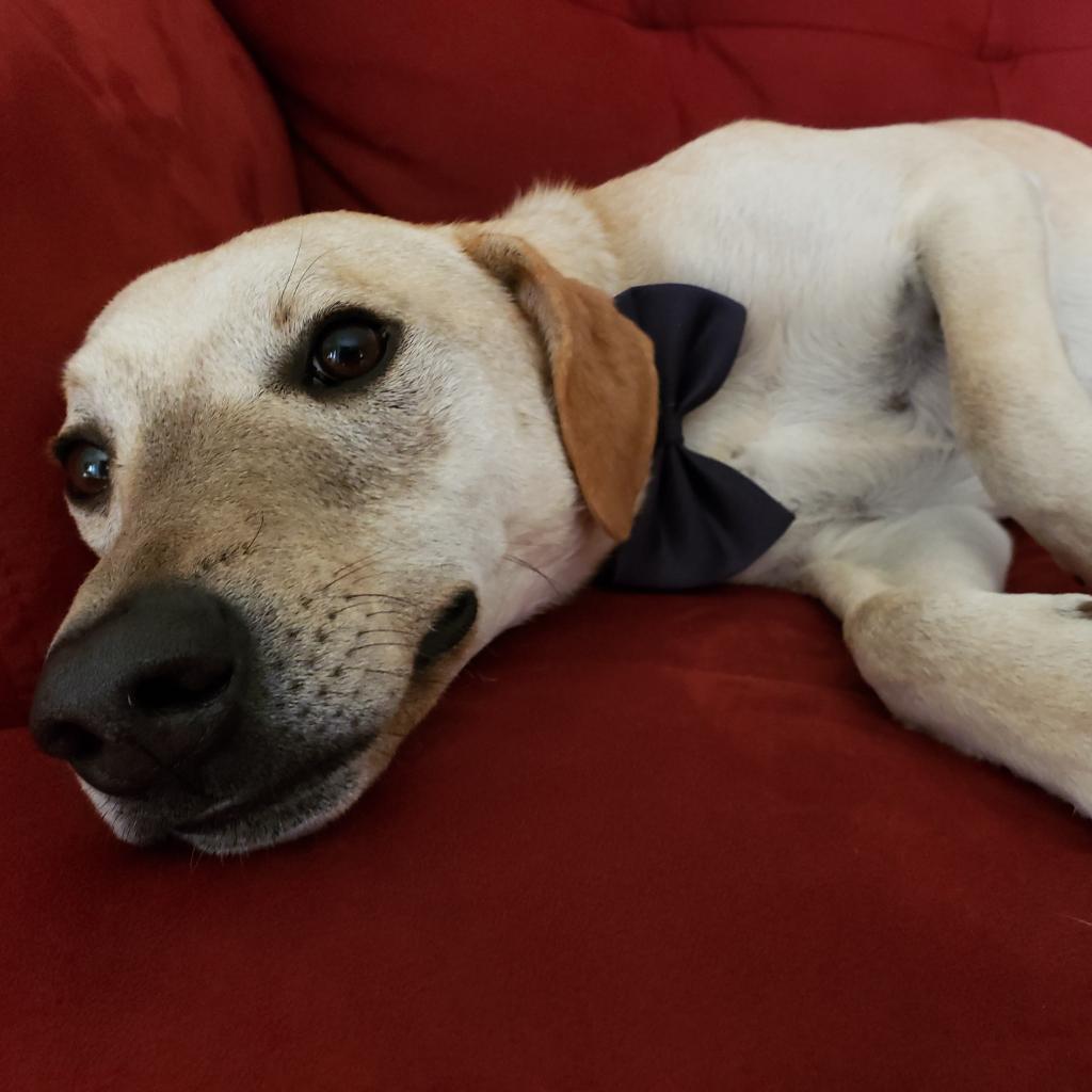 Goofy