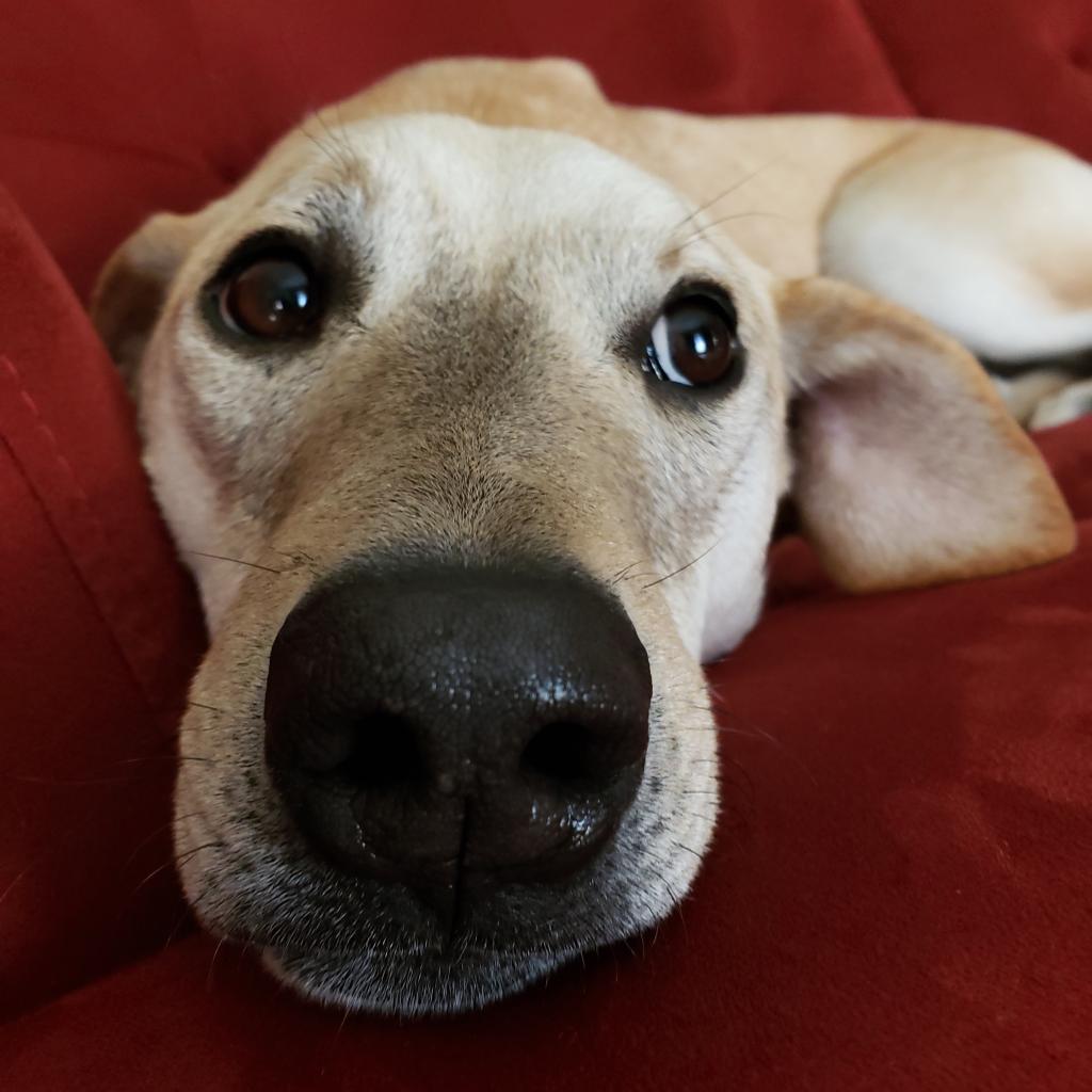 Goofy