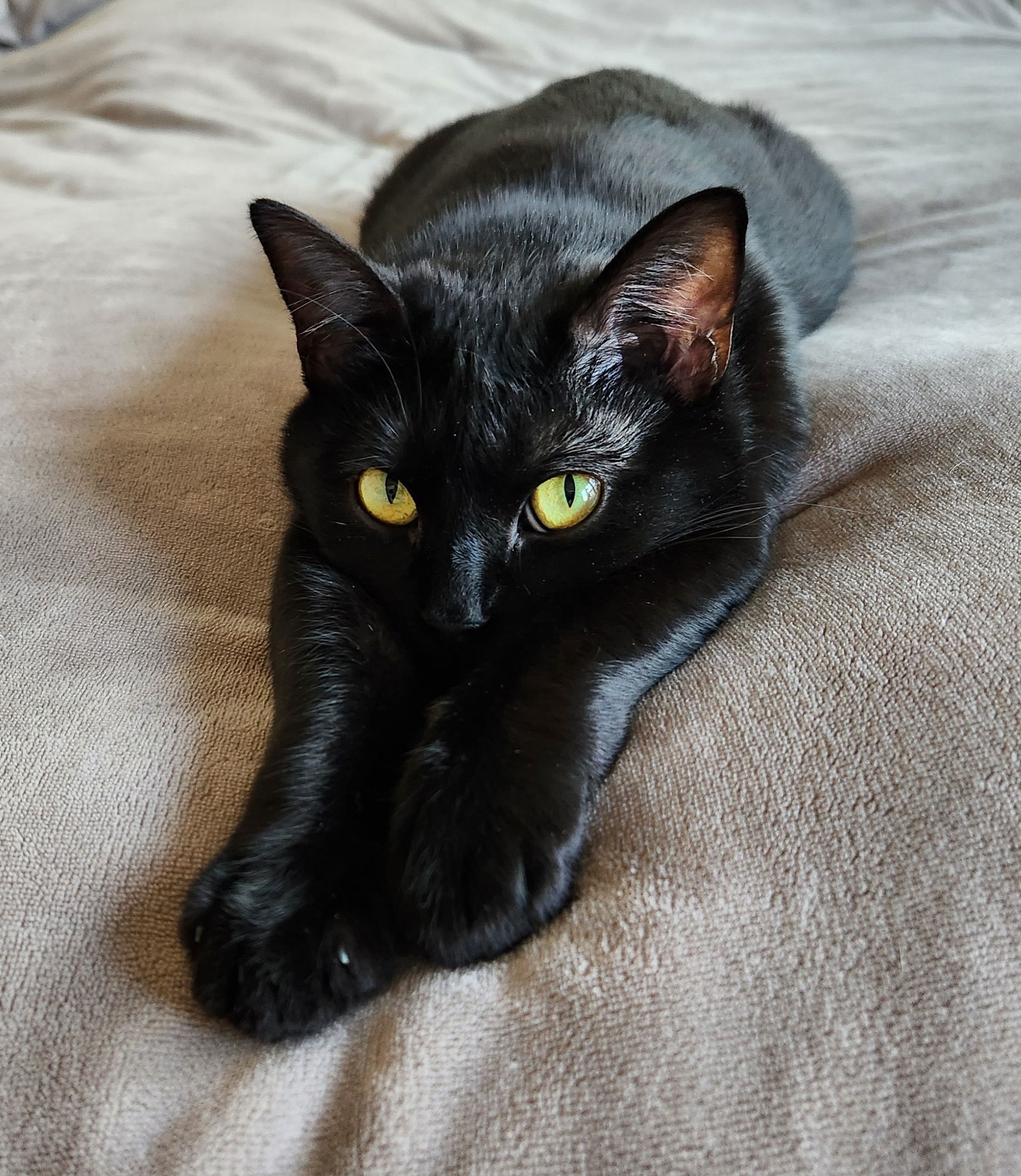 Diana
