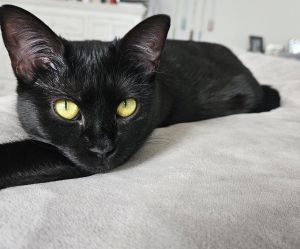 Diana, Adult Female Domestic Short Hair