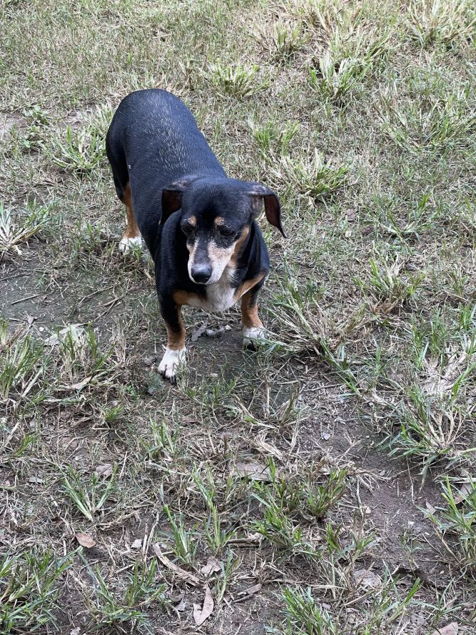 Molly (dachshund) - Marvelous Pup!