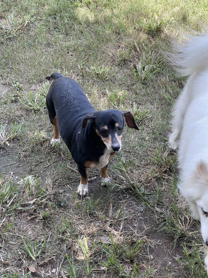 Molly (dachshund) - Marvelous Pup! 2