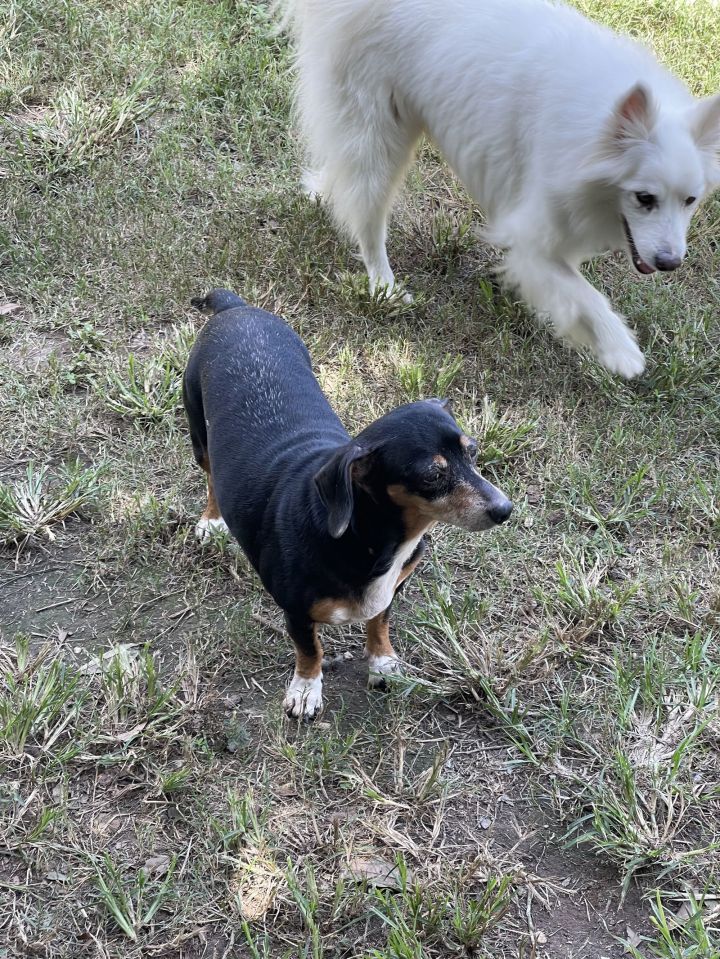 Molly (dachshund) - Marvelous Pup! 3