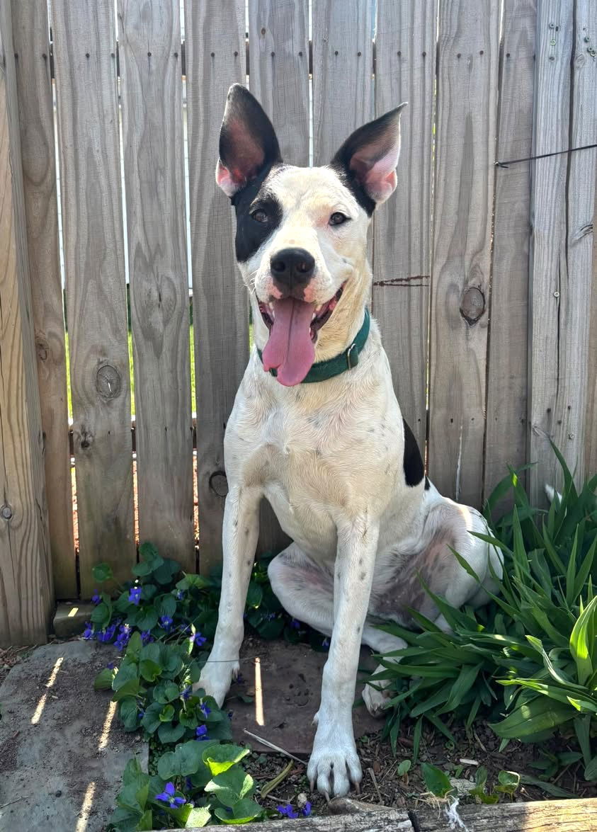 Radar - Bonded to Blip!