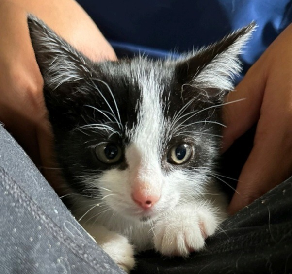 Clementine 2