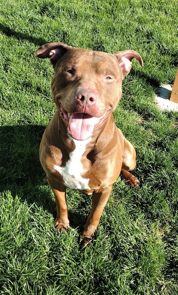 Chewy 42897, an adoptable Pit Bull Terrier in Pocatello, ID, 83205 | Photo Image 1