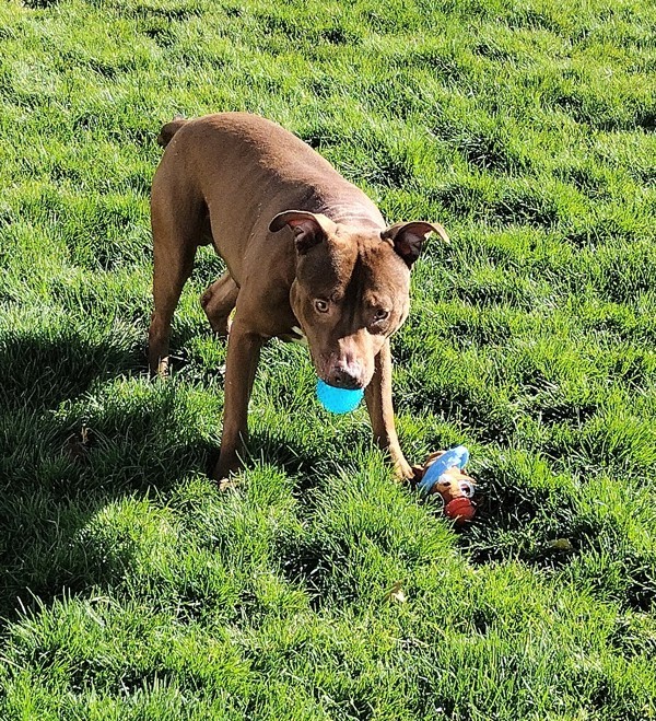 Chewy 42897, an adoptable Pit Bull Terrier in Pocatello, ID, 83205 | Photo Image 2