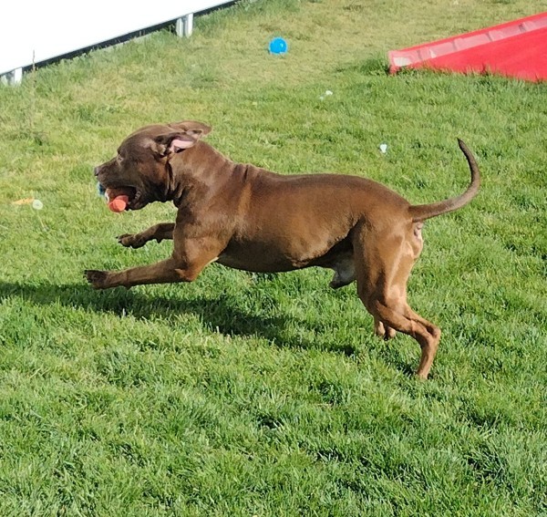 Chewy 42897, an adoptable Pit Bull Terrier in Pocatello, ID, 83205 | Photo Image 3