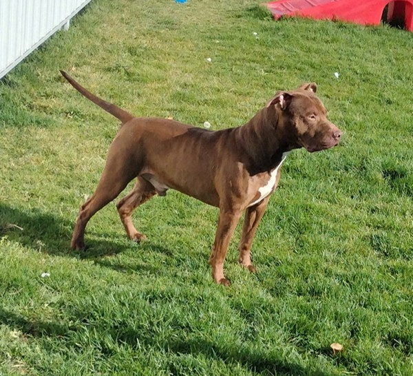 Chewy 42897, an adoptable Pit Bull Terrier in Pocatello, ID, 83205 | Photo Image 4