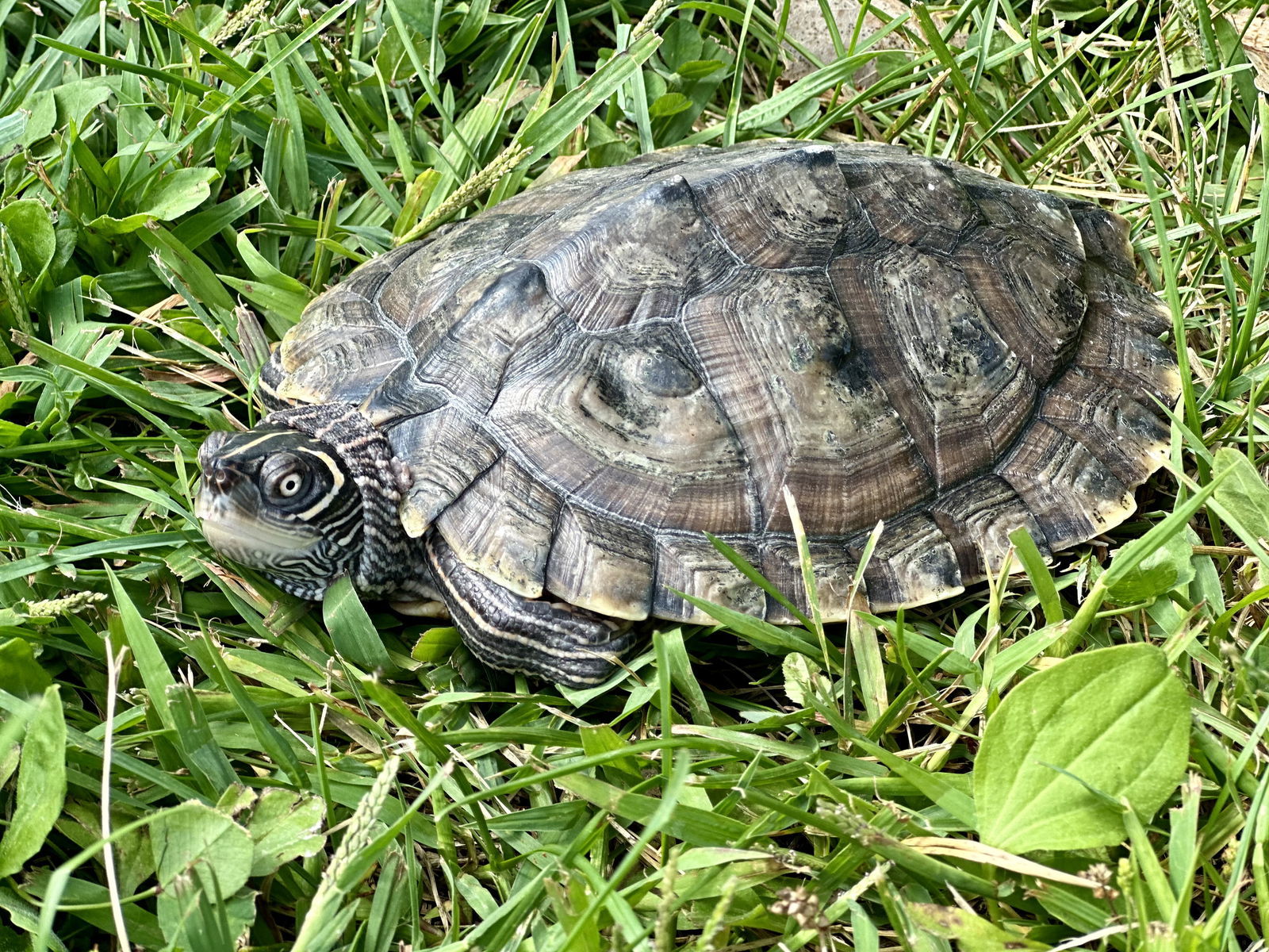 Raphael