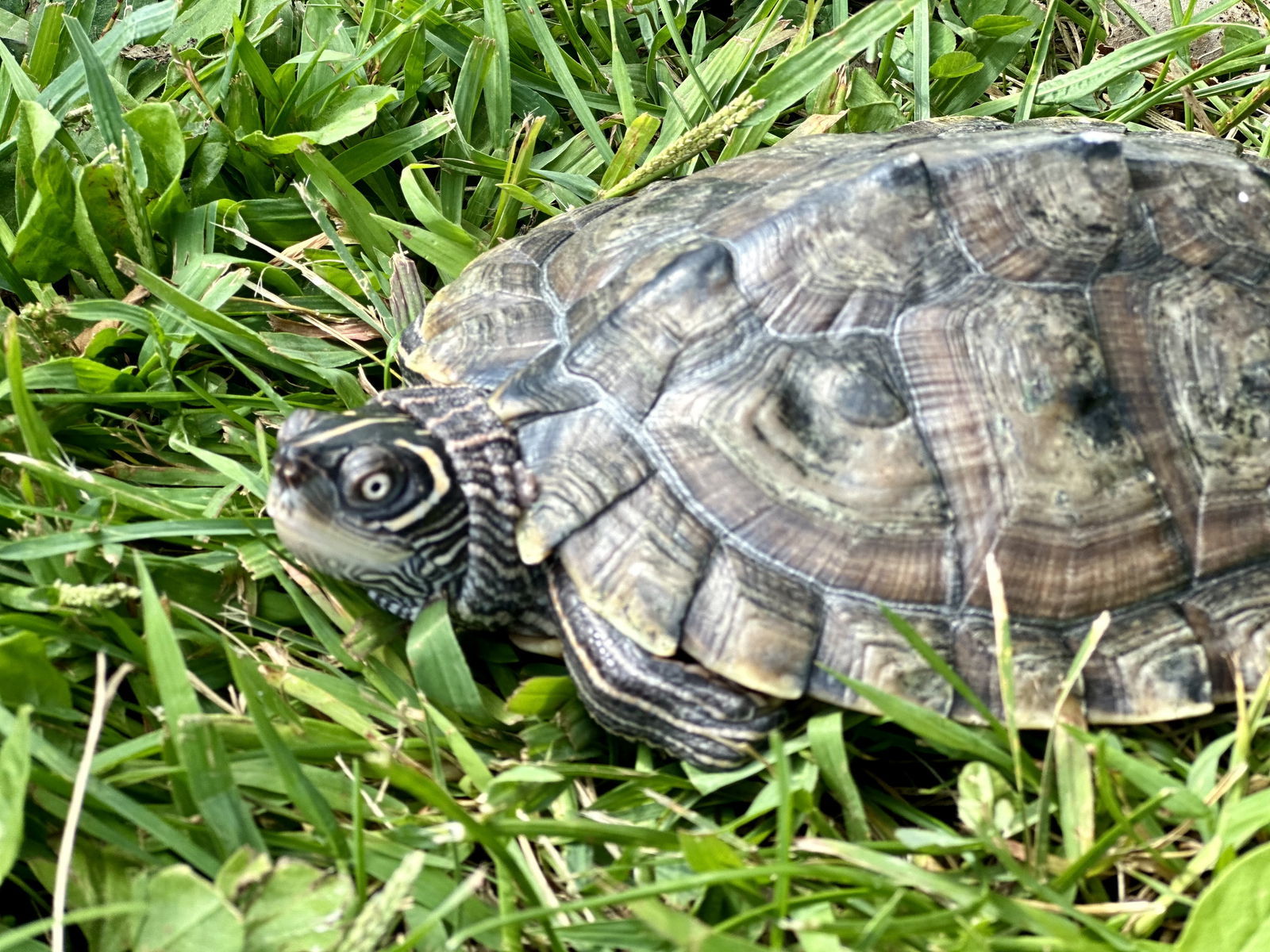 Raphael