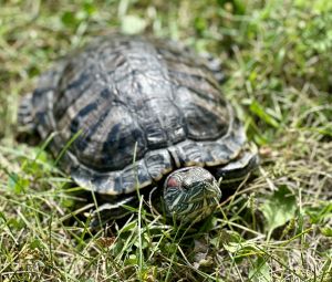 Damona, Adult Female unknown