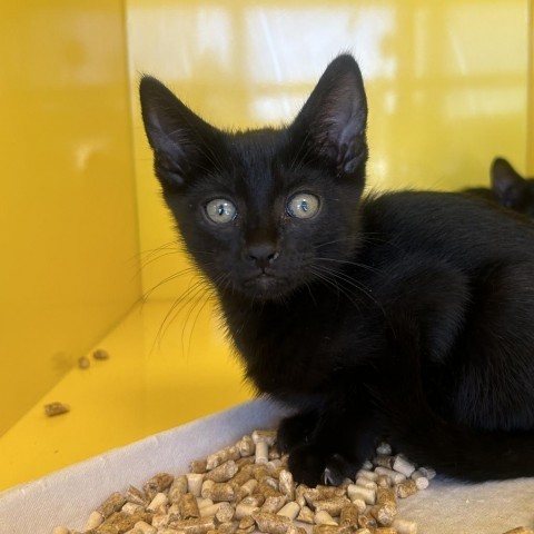 Bones, an adoptable Domestic Short Hair in Abilene, TX, 79602 | Photo Image 1