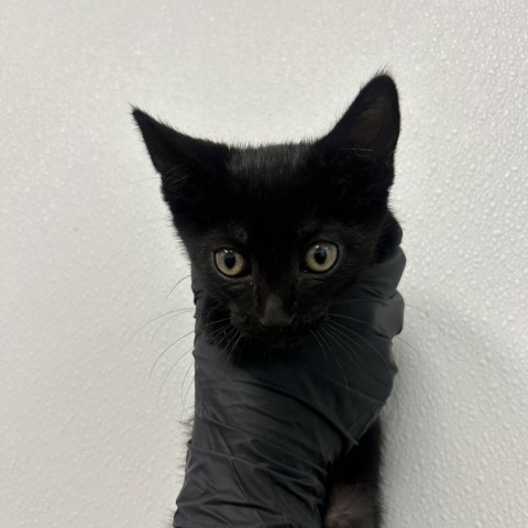 Bones, an adoptable Domestic Short Hair in Abilene, TX, 79602 | Photo Image 2