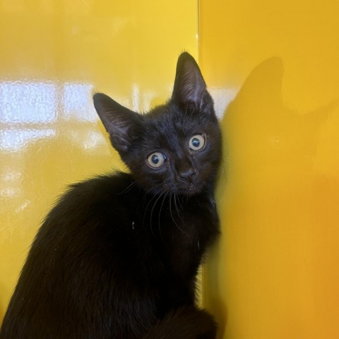 Fangs, an adoptable Domestic Short Hair in Abilene, TX, 79602 | Photo Image 1