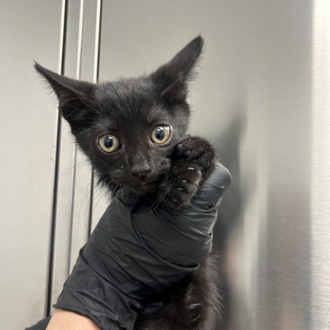 Fangs, an adoptable Domestic Short Hair in Abilene, TX, 79602 | Photo Image 2