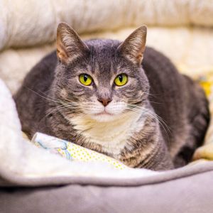 Bandit (Bonded with Smokey), Adult Female Domestic Short Hair