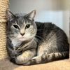 Bandit (Bonded with Smokey) photo 2