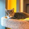 Bandit (Bonded with Smokey) photo 3