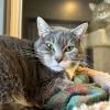 Bandit (Bonded with Smokey) photo 4