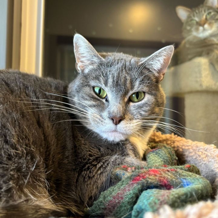 Bandit (Bonded with Smokey) 4