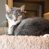 Bandit (Bonded with Smokey) photo 5
