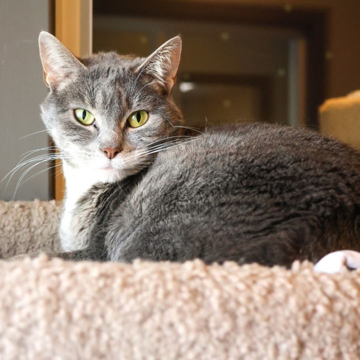 Bandit (Bonded with Smokey) 5